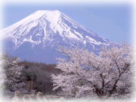 富士山と桜の写真